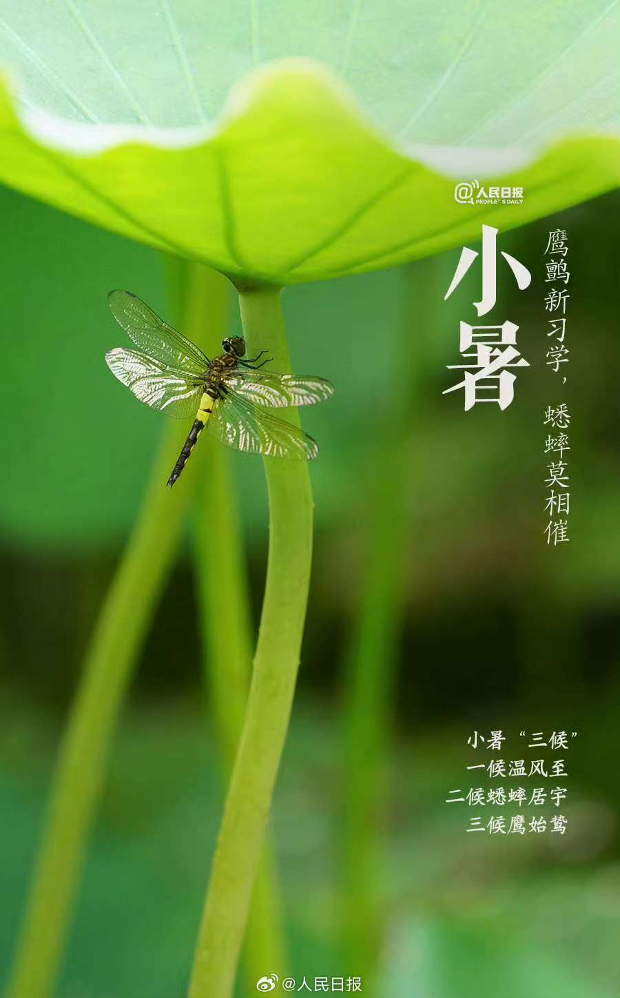 小暑至，盛夏启丨迎时节之韵，品岁月清欢