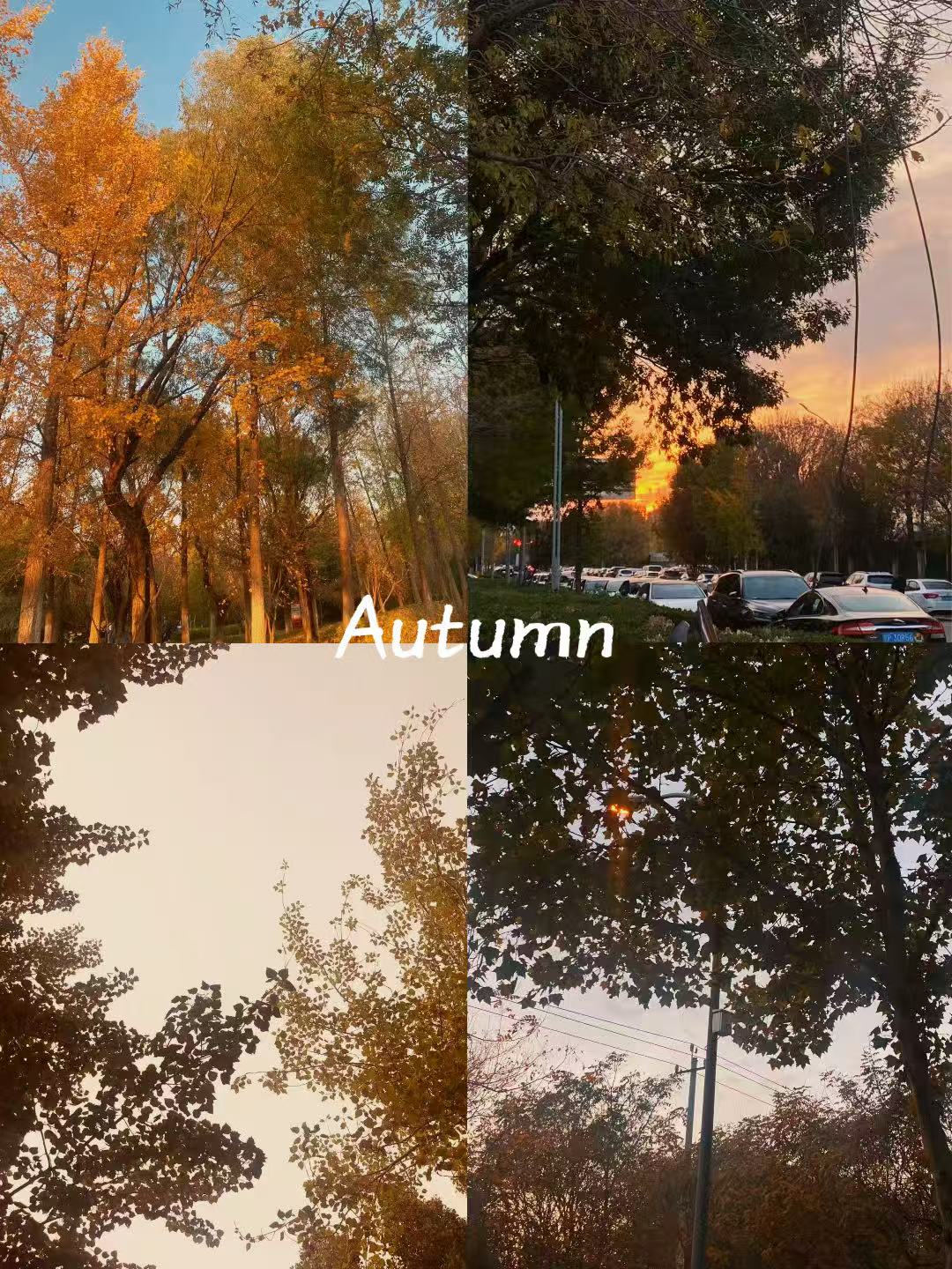 ​冷意漫进日子里，藏着秋日独有的小欢喜