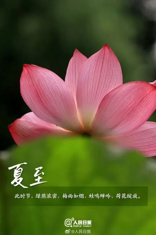 夏至|蝉鸣夏至，风物入诗